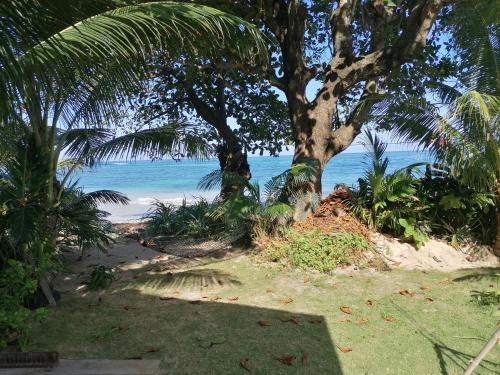 een strand met een palmboom en de oceaan bij Port Antonio Brian's Beach House in Port Antonio