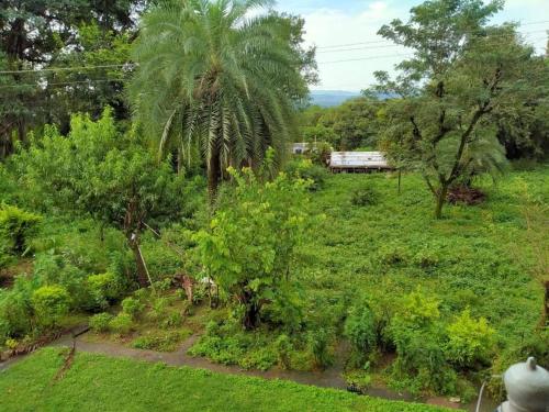 een luchtzicht op een tuin met een palmboom bij The Oasis Terrace at Rana's Niwas in Dharamshala