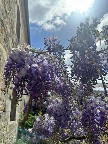 a bunch of purple flowers hanging from a building at Hôtel Restaurant le clos de l 'Ancien Pressoir in Commes