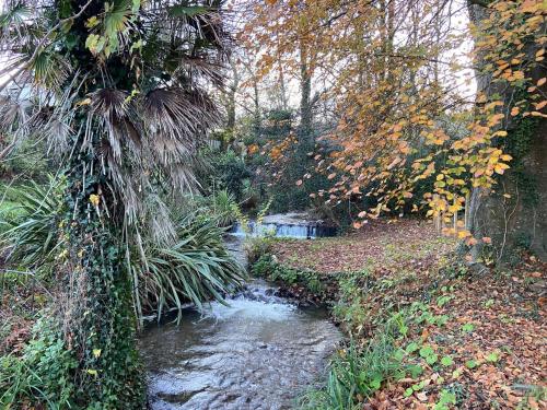 a stream in the middle of a forest with trees at The Regency - Historic residences by the sea in Ilfracombe
