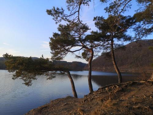 two trees on the side of a body of water at Top Ferienwohnung am Diemelsee Sauerland in Diemelsee