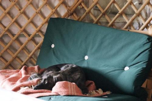 Eisa Yurt photo 19