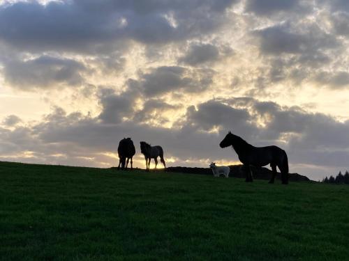 a group of horses standing in a field at sunset at Maison d'Hôtes & Savonnerie de Bonnefon in Saint-Chély-dʼAubrac