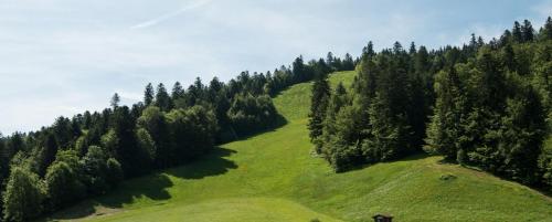 a green hill with trees on the side of it at Hôtel Chalet Frère Joseph in Ventron