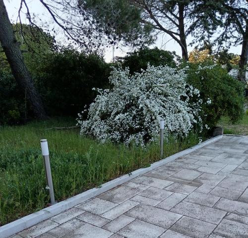 ein Busch mit weißen Blumen neben einem Bürgersteig in der Unterkunft Pine house in Montemesola