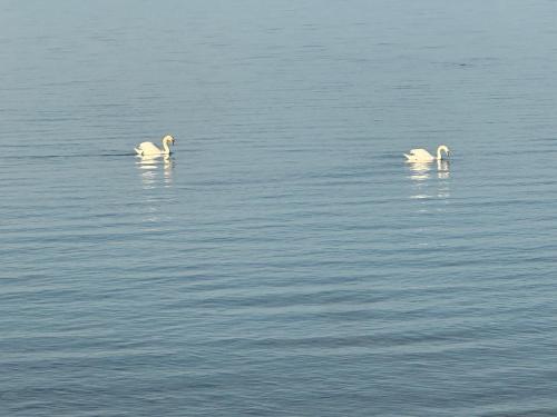 two white birds swimming in a body of water at Golf Spa Relax in Collingwood