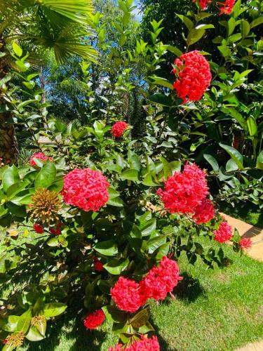 a bush of red flowers in a garden at Casa de Campo Pampulha in Belo Horizonte