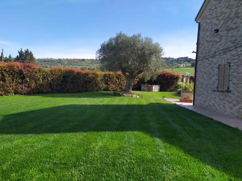 a green yard with a tree and a building at Cascina del Poeta in Recanati