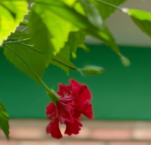 uma flor vermelha numa planta com folhas verdes em Suítes Green Village Flecheiras em Flecheiras