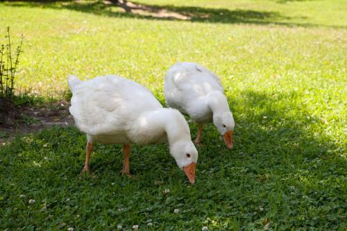 Animales en el hostal o pensión o alrededores