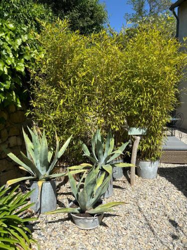a group of plants in pots in a garden at un petit coin de paradis avec piscine et parking in Villeneuve-lès-Avignon