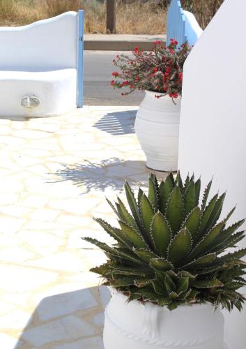 two white vases with plants in them on a patio at Blue Sea Villa & Apartments in Makry Gialos