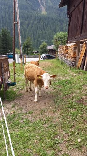 Animales en el apartamento o alrededores