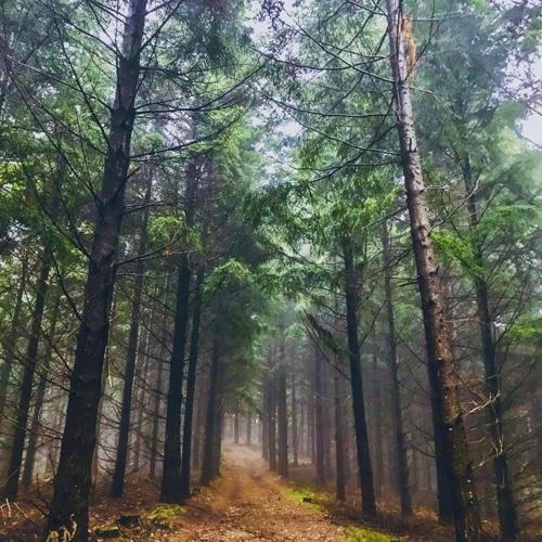 a dirt road in a forest with trees at Maison d'Hôtes & Savonnerie de Bonnefon in Saint-Chély-dʼAubrac