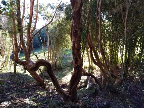 a tree with twisting branches in a forest at Lodge El Taique in Puyehue