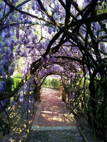 a tunnel of purple flowering trees with a pathway at Casa Victor Riu in Piera