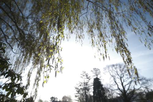 a tree branch hanging from the sky at PARKHOTEL - Rosarium in Uetersen