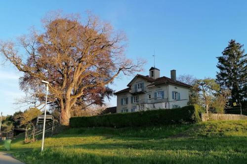 an old house on a hill with a tree at Seesicht und charmante Wohnung bei Hanni und Ueli in Bottighofen