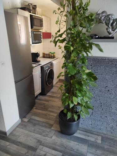 une cuisine avec une plante dans un grand pot dans l'établissement Chez Sév et Michel, à Gallargues-le-Montueux