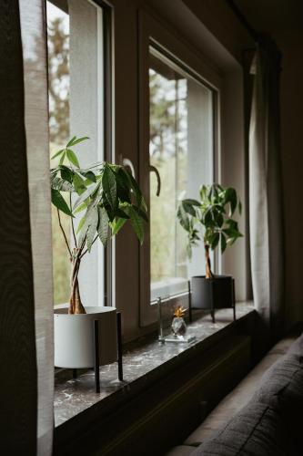 two potted plants sitting on a window sill at Ferienwohnung „Göttschied“ in Idar-Oberstein