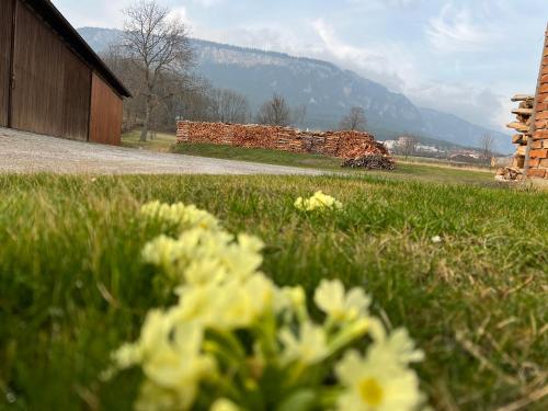 a bunch of flowers in the grass next to a building at Ferienhaus Höflein in Zweiersdorf