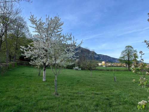 a green field with trees in the grass at Ferienhaus Höflein in Zweiersdorf