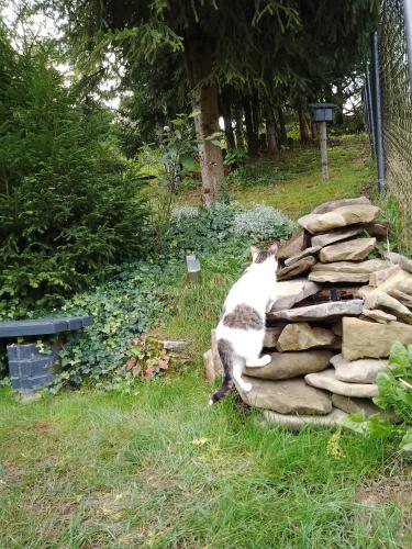 a cat sitting on top of a pile of rocks at Zaciszny Zakątek Zawoja in Zawoja
