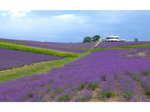 a field of purple flowers with a white house in the background at Furano Hops Hotel - Vacation STAY 41818v in Kami-furano