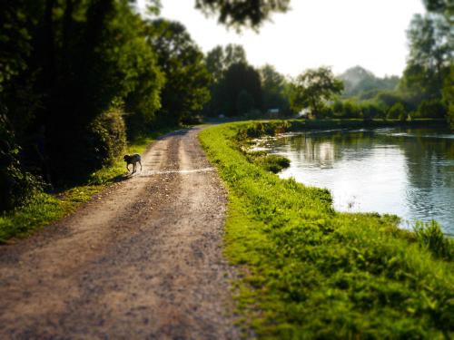 Ein Hund, der auf einer unbefestigten Straße neben einem Fluss läuft. in der Unterkunft Si Long va bien in Long