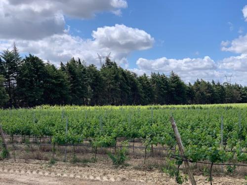 Φωτογραφία από το άλμπουμ του Quinta Centieira Scalab Wine σε Σανταρέμ