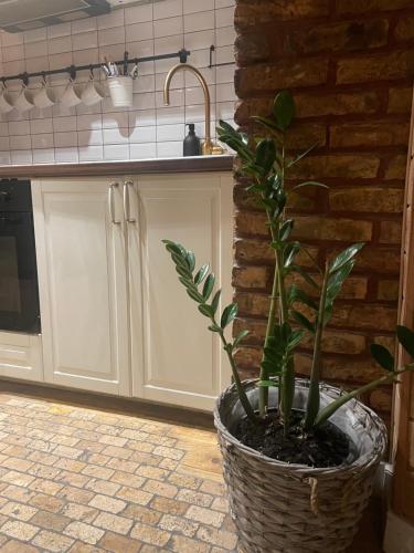 a plant in a pot in a kitchen at Stebuklas coliving in Vilnius
