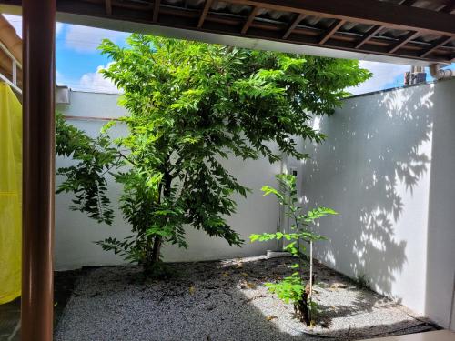 two trees are growing in a courtyard at Casa Jardim PINHEIROS in Maceió