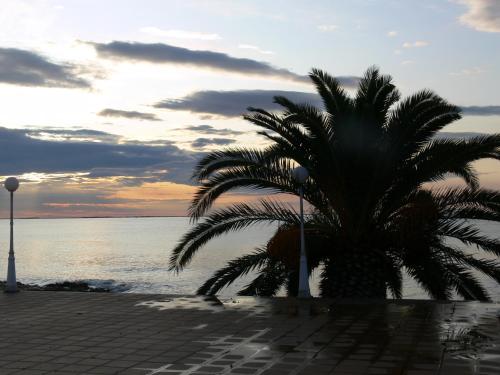 a palm tree sitting next to the water at sunset at Carlos III in Sant Carles de la Ràpita