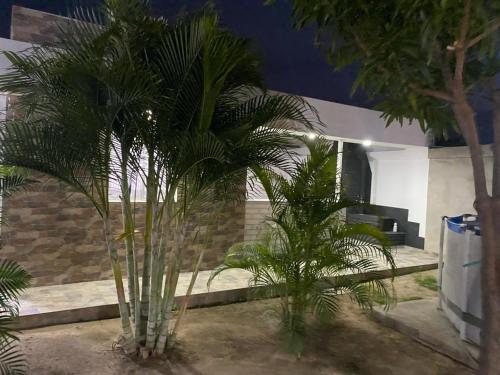 duas palmeiras em frente a uma casa à noite em 2 HABITACIONES EN CASA CAMPO GUACOCHE - 8PERSONAS A 12 MINUTOS DE VALLEDUPAR, CERCA PARQUE DE LA LEYENDa em Valledupar