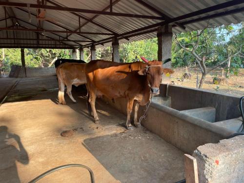 two cows are tied up in a building at Paradise Quest Nature Farmhouse in Kālapettai