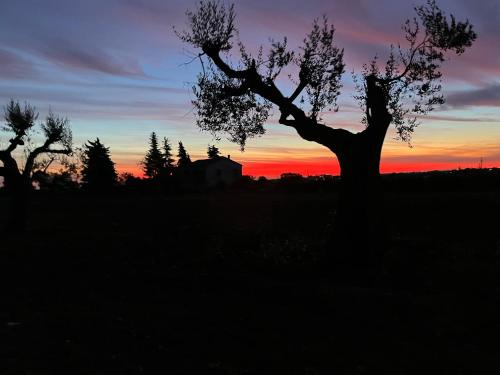 een silhouet van een boom in een veld bij zonsondergang bij La Vignaiola in Torrevecchia Teatina