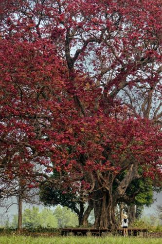 a tree with red leaves with a bench under it at Hokke Lumbini in Lumbini