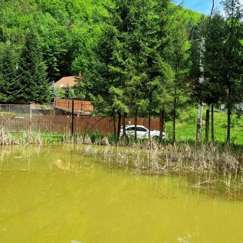 a pond of green water with a fence and trees at Unique House on the Lake in Pădurea Neagră
