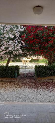 une vue d'un arbre avec des fleurs rouges et une clôture dans l'établissement Logement entier 40m2 Mar Vivo, à La Seyne-sur-Mer