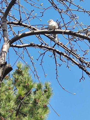 a bird sitting on top of a tree branch at Mashtots B&B in Vanadzor