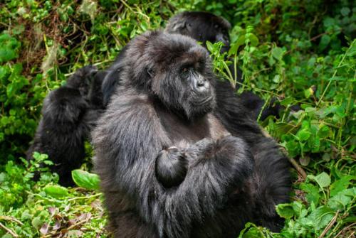 Parc des Gorilla Explorers Uganda Ltd