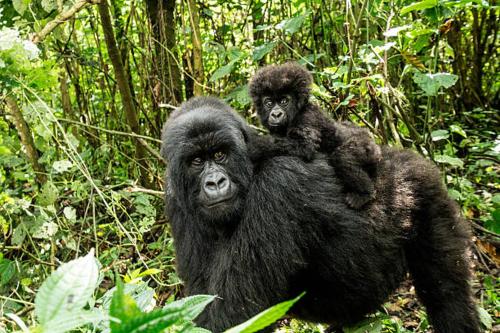 un gorila con un gorila bebé en la espalda en Parc des Gorilla Explorers Uganda Ltd en Kabale
