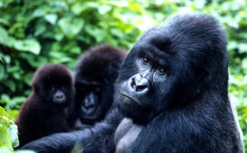 een groep gorilla's die naast elkaar staan bij Parc des Gorilla Explorers Uganda Ltd in Kabale