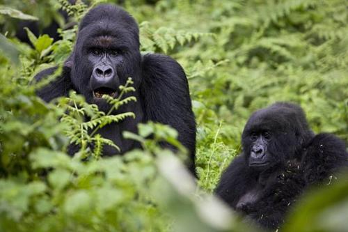 Dos gorilas están sentados en la hierba. en Parc des Gorilla Explorers Uganda Ltd en Kabale
