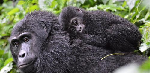a baby gorilla is sitting on the back of its mother at Parc des Gorilla Explorers Uganda Ltd in Kabale