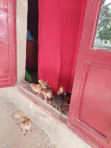 Binatang di homestay atau berdekatan