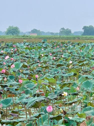 a field filled with lots of green plants with pink flowers at Mango room2 in Xóm Chua Thanh