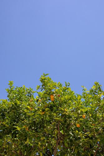 an orange tree with lots of oranges on it at Lemon Tree Family House in Vrahati