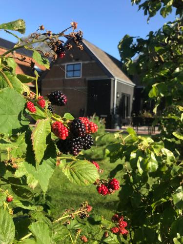 a bunch of blackberries on a tree with a house in the background at B&B De Pastorie bij Dokkum in Reitsum