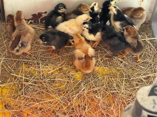 a group of baby ducks in a pile of hay at Bergchalet Mirabell - Hofgut in Friedrichshafen